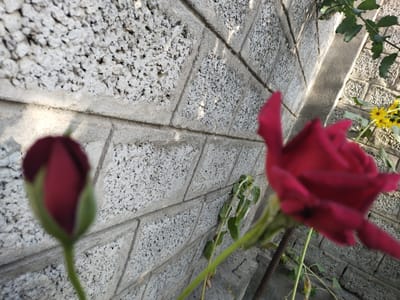 The image depicts a close-up of two unfurling rosebuds against a textured gray concrete block wall. The rosebud on the left is in sharp focus, showcasing its deep red petals and green sepals. The rosebud on the right, appearing larger and closer to the camera, is out of focus, with its vibrant red petals blurred. A slender green stem supports each bud. In the background, a cluster of small yellow flowers, possibly sunflowers, is visible. Above the roses, green leaves on a branch are also present. The wall is constructed of rectangular concrete blocks laid in a staggered pattern, with visible mortar lines. The lighting suggests an outdoor setting, possibly during daylight hours, casting subtle shadows on the wall. There are no people or animals visible in the image. The scene is consistent with a garden or outdoor decorative area within a city environment.