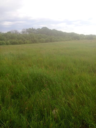 The image depicts a vast, grassy field under an overcast sky. The foreground is dominated by lush, green grass with some interspersed wildflowers and dry stalks. The field stretches towards a distant treeline, which forms a dense, undulating border against the horizon. The sky above is a pale grey, suggesting cloudy or hazy weather conditions. The overall impression is one of a natural, open landscape, likely in a rural setting within or near Myrne, Ukraine, given the context provided. There are no people or visible human activity in the scene. The focus is entirely on the natural environment.