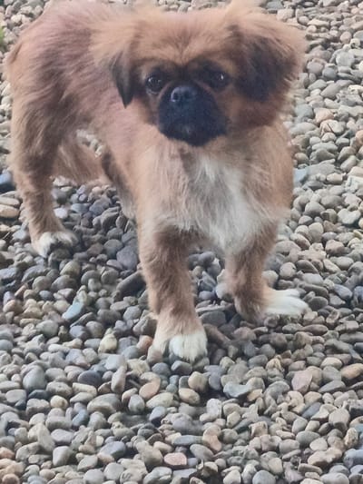 A small, fluffy, light brown dog stands on a surface covered in grey and brown pebbles. The dog is facing the camera with its head slightly tilted. Its fur is long and appears somewhat disheveled. The dog has dark eyes, a dark nose, and white markings on its chest and paws. The background is composed entirely of the pebbles, which vary in size and shape. There are no people or other animals visible in the image. The scene appears to be outdoors, possibly in a yard or garden area. The lighting suggests it is daytime. No specific location information can be determined from the image itself, and therefore, no connection to Staronizhestebliyevskaya, Russia can be made.