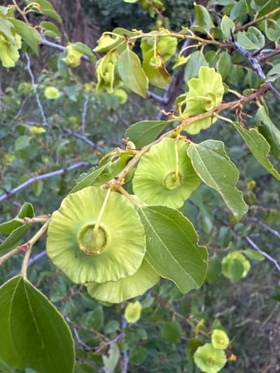 The image is a close-up shot of a tree branch with several round, green fruits or seed pods. The fruits are flat and have a prominent central depression with a small, lighter green core. The outer edge of the fruits is rippled or textured. The branch is covered in green leaves, some of which are serrated. The background is blurred and appears to be a natural, outdoor environment with more foliage and dappled light. There are no people or animals visible in the image, and no specific urban features are discernible. The location provided, Čelobrdo, Montenegro, is a village, suggesting the setting is likely rural or natural.