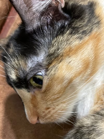 The image is a close-up of a calico cat's face, seen from the side. The cat's fur is a mix of black, orange, and white. Its eye is partially visible, with a yellow iris. The cat appears to be lying down on a brown surface, possibly a blanket or furniture. There are no people or any recognizable city landmarks present in the image. The image is a tight crop, focusing solely on the cat's head and fur. It does not depict any location in Kirovo-Chepetsk, Russia, or any other specific geographical area.