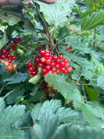 The image shows a close-up view of red currants growing on a bush. The berries are a vibrant red, with some appearing slightly green or yellow, indicating they are at different stages of ripeness. They are clustered together on thin stems, surrounded by lush green leaves. The leaves are broad with serrated edges and visible veins. The overall impression is of a natural, outdoor setting, likely a garden or a field. The lighting suggests it could be daytime, with natural light illuminating the scene. There are no people visible in the image, nor is there any text. The focus is entirely on the ripe berries and the foliage. The setting appears to be Bogorodsk, Russia.