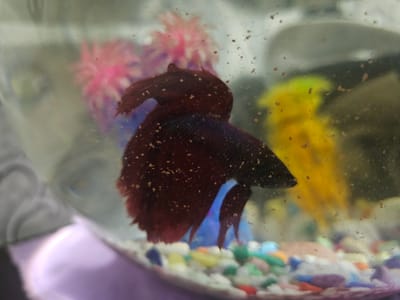 The image shows a close-up of a betta fish in a clear glass bowl. The fish is dark red with flowing fins. The bowl contains colorful gravel at the bottom and artificial plants, one pink and one yellow, in the background. The water appears cloudy with small particles. The scene is lit from the front, casting a slight glare on the glass. There are no people visible in the image, and no indication of the city of Istaravshan, Tajikistan.