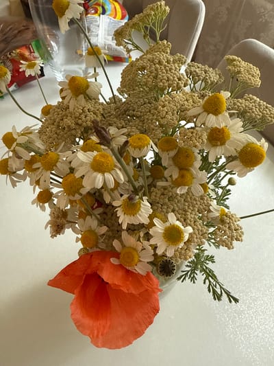 A close-up, overhead shot features a bouquet of dried wildflowers, predominantly white daisies with yellow centers, mixed with clusters of tiny beige flowers and a single, vibrant orange poppy. The flowers are arranged in a light-colored vase, which is partially visible. In the background, soft, textured surfaces appear to be light-colored upholstery or fabric. To the left of the bouquet, a blurred background reveals a clear plastic container with colorful items inside, suggesting a shelf or display. The overall impression is one of a still life arrangement, possibly indoors, with a bright and natural color palette. No people are visible, and the lighting suggests it could be daytime. The location context of Kavkazkaya, Russia, does not provide specific visual cues in this image.