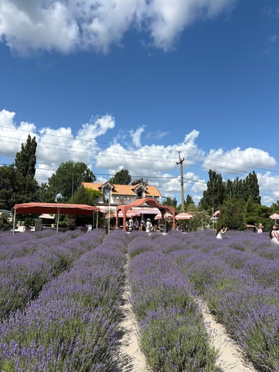 In the foreground, an expansive field of blooming lavender stretches out, with pathways of light-colored soil winding through the rows of purple flowers. In the middle ground, a building with a terracotta-tiled roof is visible, flanked by trees. In front of the building, several open-air seating areas are set up under large, reddish-orange awnings. People are scattered throughout these seating areas and walking among the lavender. A young woman in a white dress is standing in the lavender field, taking a photo with her phone. In the background, more trees and a utility pole with overhead wires are present. The sky is a bright blue with scattered white clouds.