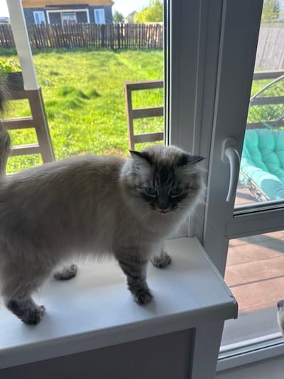 A fluffy, light-colored cat with prominent dark points on its face, ears, paws, and tail sits on a wide white window sill. The cat has striking blue eyes and looks directly at the camera with its head tilted in a curious or playful manner. Its fur appears soft and well-groomed.
The setting is indoors, with the cat positioned against a white plastic window frame. A white window handle is visible above the cat's head, and a fine mesh screen is partially seen through the window glass.
Outside the window, a vibrant green grassy area or lawn extends into the distance under bright daylight, indicating a sunny day. A dark wooden slatted fence runs across the mid-ground, and beyond it, parts of a two-story building with dark siding and white-framed windows are visible. The overall scene suggests a suburban or rural environment, consistent with the Kuda, Russia context. No visible text is present in the image.