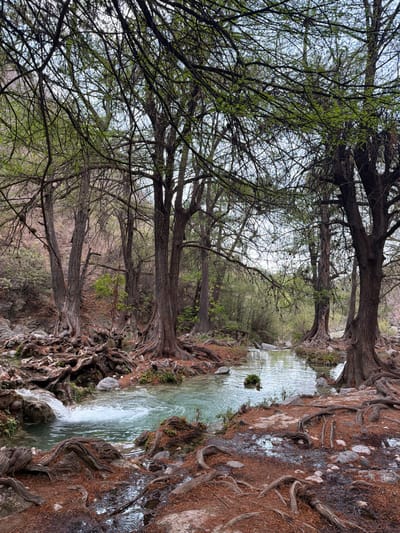 This image captures a natural riverine landscape within San Miguel Atlapulco, Mexico. A light blue-green stream flows from the left foreground towards the right and recedes into the midground. On the left, a small cascade produces visible white water spray over submerged rocks. Both banks of the stream are densely populated with mature trees characterized by dark, gnarled trunks and extensive, exposed root systems that sprawl across the reddish-brown earth. The ground cover consists of fallen leaves or needles and scattered grey rocks, some appearing wet. Overhead, the tree canopies display numerous bare branches intermingled with sparse green foliage, largely obscuring the overcast sky. No individuals, animals, or man-made structures are present within the frame. The background exhibits additional dense vegetation and a rising, partially vegetated hillside on the far left.