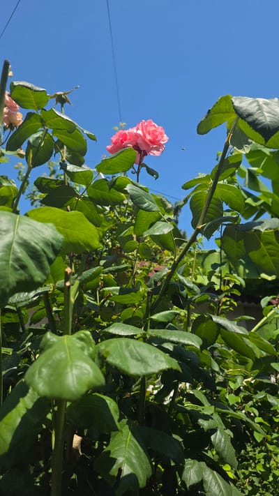 This media file captures a close-up, low-angle view of a vibrant pink rose blooming amidst lush green foliage against a clear blue sky. The rose, with its delicate petals unfurling, is the primary subject, drawing the viewer's eye with its soft pink hue. Several rosebuds are also visible, hinting at the continued growth and bloom of the plant. The surrounding leaves are a rich green, varying in shade from bright to deep, and are intricately detailed, showing their textures and veins. Some leaves are sharply in focus, while others are softly blurred, creating a sense of depth and emphasizing the rose.
The scene is set outdoors, under what appears to be bright daylight, given the strong sunlight illuminating the leaves and casting shadows. The clear blue sky suggests fair weather, likely a sunny day. A thin wire or string is visible stretched horizontally across the sky in the upper left portion of the frame, a subtle cue that might indicate a garden or an area with some form of support structure. A tiny insect can be seen in the sky near the rose. The overall mood is serene and natural, highlighting the beauty of the rose in its garden setting. The location context of Khachmaz, Azerbaijan, suggests a warm climate suitable for rose cultivation. There is no visible text in the media file.
