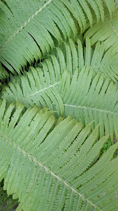 A close-up, overhead view showcases a dense cluster of vibrant green fern fronds. The fronds are intricately detailed, with delicate, serrated leaflets arranged along a central stem. Some fronds overlap, creating layers of texture and shadow. The overall impression is one of natural abundance and lushness. The image does not provide any information about its location in the city of Rassvet, Russia, nor does it contain any people, actions, or interactions.