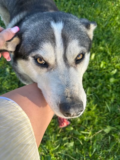 The image depicts a close-up, high-angle view of a grey and white husky-type dog being petted by a human, set outdoors in a grassy area in Pravdinskiy, Russia. The dog's head occupies the majority of the frame, with its amber-brown eyes looking directly towards the viewer. Its fur is a mix of dark grey, light grey, and white, featuring a prominent white stripe between its eyes and a dark grey nose. A human's left hand, with light skin tone and pink-tipped manicured nails, is visible in the upper left, making contact with the dog's head near its ear. A bare human forearm is visible across the lower left and center, partially obscured by the dog's head. The human arm exhibits a light skin tone. A light-colored, vertically striped garment is visible on the lower left, covering part of the human's arm or shoulder. The background consists of out-of-focus green grass, suggesting a park or yard setting under clear, sunlit conditions.