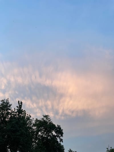 The image depicts a twilight sky over Rokosovo, Ukraine. Dark green foliage from mature trees frames the bottom portion of the scene, with their branches extending upwards. Above the trees, the sky transitions from a pale blue near the horizon to a lighter hue higher up. Wispy, elongated clouds are visible, tinged with soft pink and orange hues, suggesting the presence of sunset or sunrise light. Several small, dark specks, likely birds in flight, are scattered across the expanse of the sky. The overall atmosphere is serene and natural, with no human presence or urban structures immediately apparent.