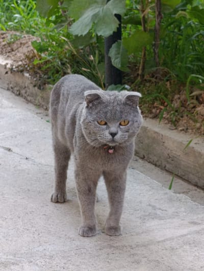 A medium shot captures a fluffy, gray Scottish Fold cat standing on a paved path with a blurred green background of foliage. The cat is facing the camera, its ears folded back. Its eyes are a striking amber color, and it wears a small pink collar with a bell. The paved path appears to be a walkway or sidewalk, with a low concrete border on the left side of the frame. The environment suggests an outdoor setting, possibly a garden or yard in a residential area. The image's quality is somewhat grainy, with a textured appearance. The location is identified as Kibray, Uzbekistan.