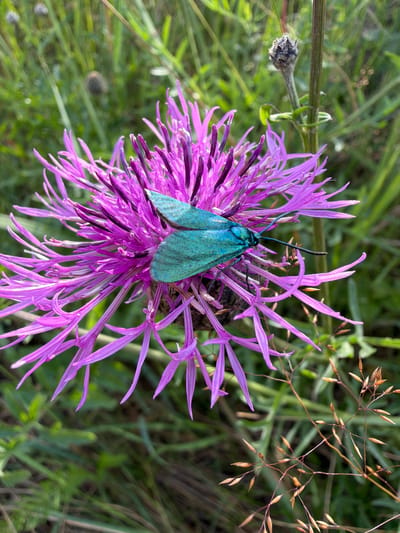 A close-up, eye-level shot captures a vibrant teal-colored moth resting on a large, purple thistle flower. The moth's wings are spread, revealing intricate patterns and a metallic sheen. The thistle bloom features numerous slender, pointed petals radiating outwards. The background is a soft blur of green grass and foliage, suggesting an outdoor, natural setting. The overall lighting is bright and natural, indicating the photo was taken during the daytime. The image does not contain any people or specific city landmarks; therefore, its location in Tēraudi, Latvia, cannot be determined from the visual information alone.