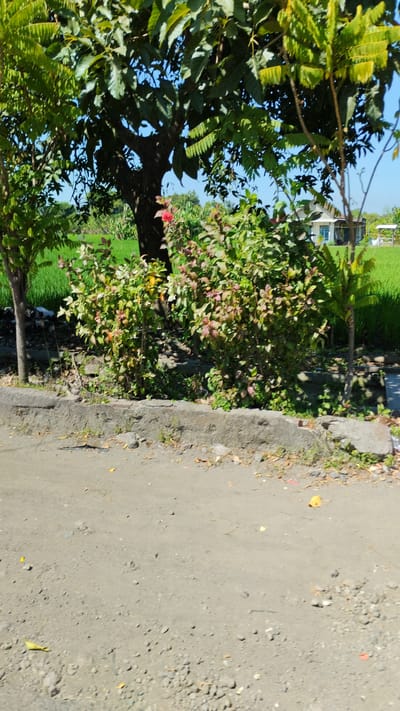A vertical, eye-level, medium shot captures a roadside scene in Kramat Jegu, Indonesia, under bright daylight. The foreground is dominated by a dirt and gravel road with scattered small stones and fallen leaves. A grey, rough concrete curb runs horizontally across the mid-ground, separating the road from a patch of green vegetation and trees behind it.

Behind the curb, a cluster of leafy bushes with some red and yellow foliage forms the central element. A large tree with dark bark and dense green leaves is positioned to the left of these bushes, partially obscuring a bright green field stretching into the background. A single red flower is visible on one of the bushes.

Further in the background, a small, simple house with white walls and a blue-trimmed window is situated amidst the green field. The sky is clear and blue. No people or animals are present in the frame. The scene appears to be an outdoor, rural or semi-rural setting.