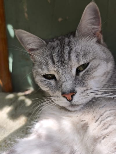 A close-up portrait shows a grey tabby cat resting in the shade. The cat's fur is a mix of light and dark grey stripes, with a lighter underbelly. Its eyes are a striking green, and its nose is a delicate pink. The cat appears relaxed, with its head tilted slightly and its gaze directed towards the viewer.
The background is a muted green, suggesting an outdoor setting. Sunlight filters through an unseen source, casting dappled shadows on the cat and its resting surface, which appears to be a soft, textured fabric. A hint of a wooden object is visible on the left side of the frame. The lighting and the cat's pose evoke a sense of peacefulness and contentment, likely captured during a warm, sunny day. The specific location is identified as Chekhov-2, Russia. There is no visible text in the image.