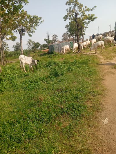 A herd of light-colored cattle graze on a grassy area next to a dirt path, with trees and a corrugated metal fence in the background. The scene is outdoors under a clear, pale sky. The cattle appear to be of the Zebu breed, common in Nigeria. The fence suggests a semi-urban or rural setting, possibly on the outskirts of Tasha, Nigeria, where cattle ranching or informal grazing is common. The environment is dry, with sparse vegetation on the path. There are no people visible in the frame.