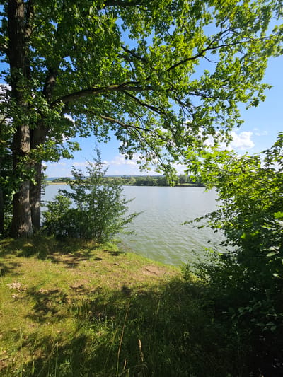 This is a photograph of a scenic lake view in Rainau, Germany. In the foreground, to the left, are two large tree trunks with green leaves overhead. The ground is covered in grass and dappled with sunlight. To the right, the lake stretches out, its surface rippled by a gentle breeze. Along the far bank of the lake, a line of trees and hills can be seen under a bright blue sky with scattered white clouds. The overall impression is one of a peaceful, natural landscape.