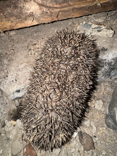 An overhead shot captures a hedgehog curled into a defensive ball, its quills forming a bristly sphere. The hedgehog is positioned on a surface of dry soil and debris, scattered with small stones and wood fragments. A weathered wooden beam runs across the top portion of the image, suggesting an outdoor or sheltered, possibly neglected, environment. The scene appears to be in a dry, unkempt area, with a muted color palette dominated by browns and grays.