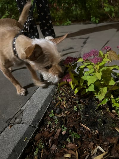 In Laikovo, Russia, a small, tan-colored dog with a spiked collar is sniffing a cluster of small, pink flowers growing in a bed of dark soil and wood chips. The dog is on a leash, held by a person whose legs are visible in the background, wearing black pants with a white cross pattern. The scene appears to be outdoors, possibly on a sidewalk or pathway, with a paved surface visible to the left of the flower bed. The lighting suggests it is evening or nighttime.