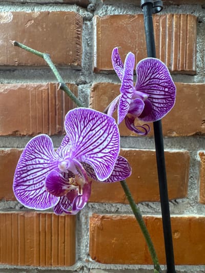 The scene, located in Topolchane, Bulgaria, presents two Phalaenopsis orchids. The dominant orchid, positioned center-left, displays open petals with a white base heavily patterned by radial dark purple striations, and a deep purple, multi-lobed labellum. A second orchid, partially visible on the upper right, exhibits similar coloration and patterning. Both blooms are supported by slender green stems. A plain black plant stake, secured by a black clip near its top, is visible vertically along the right edge, adjacent to the rightmost orchid. An additional bare green stem extends upwards and left from the main plant structure. The background consists of a uniform reddish-brown brick wall, characterized by regularly laid bricks and light grey mortar joints. No individuals or active events are present.