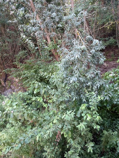 The image depicts a dense thicket of trees and undergrowth on a sloping embankment. The foliage consists of various shades of green, with some leaves exhibiting a silvery-green hue. Tree trunks, predominantly brown and bare in places, are interwoven with the branches and leaves. The ground appears to be rocky and covered in leaf litter and soil. The scene is natural and uncultivated, suggesting an outdoor environment such as a park or a wild area within the city of Arques, France. There are no visible people or discernible actions.