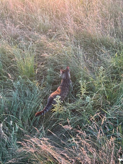 A domestic cat is walking through tall grass in a field. The cat is a tabby with dark stripes on a brown and gray coat, and it is wearing a harness. The cat is facing to the left of the frame, looking down as if exploring the grass. The field is filled with a mix of green and dry, straw-colored grass, with some seed heads visible. The sun is low in the sky, casting a warm, golden light across the scene, creating a lens flare in the upper left corner of the image. This suggests it is either early morning or late evening. The overall impression is one of a peaceful, natural setting, with the cat enjoying its exploration of the outdoors. No text is visible in the image. The location is Horodyshche, Ukraine.