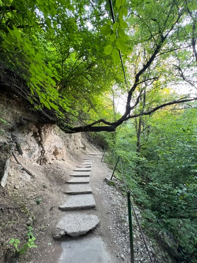 The image depicts a scenic hiking path in the Saharna Monastery complex, located in Saharna, Moldova. The path is made of uneven stone steps and a dirt trail, winding through a lush green forest. A large tree branch extends horizontally over the path, supported by a rocky cliff face on the left. The forest is dense with vibrant green foliage, with sunlight filtering through the leaves from above. Metal posts and cables line the right side of the path, serving as a safety railing. The environment appears natural and serene, with no people or animals visible. The overall scene suggests an outdoor recreational area within a natural landscape.