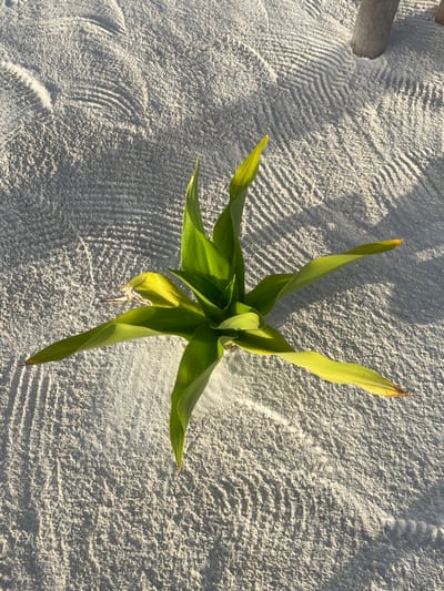 This overhead shot features a vibrant green plant growing directly from a bed of light-colored sand, located in Kiwengwa, Tanzania. The plant is the central subject, displaying several long, pointed leaves that radiate outwards, with some tips showing slight yellowing or browning. The sand around the plant is intricately patterned with uniform, wave-like ripples, likely from raking or natural wind patterns, creating a textured surface.
In the upper left corner, a small, light-colored log or piece of driftwood is partially visible. The scene is illuminated by bright sunlight, casting sharp, distinct shadows from the plant and the sand ripples, suggesting it is late morning or early afternoon on a clear, sunny day. The strong shadows highlight the depth and form of the sand's patterns.
There is no discernible activity taking place; the image is a static composition focusing on nature and texture. The pristine, patterned sand and the type of lush plant suggest a manicured environment, possibly a resort garden or a carefully tended area in a tropical setting. The overall mood is peaceful and serene. No text is visible in the image.