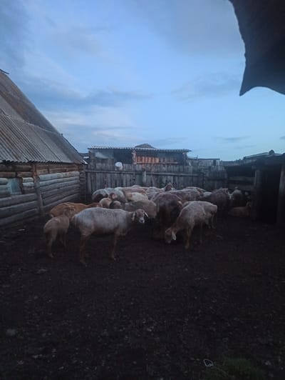 The image depicts a flock of sheep gathered in a muddy enclosure next to a wooden structure with a corrugated metal roof. The scene appears to be set in the village of Nigamatovo, Russia, possibly during twilight, as indicated by the soft, diffused light and the blueish hue of the sky. The sheep are of various sizes and colors, with some appearing to be lambs. They are standing and lying down on the dark, uneven ground. The wooden building on the left is constructed from logs, and a small, window-like opening is visible on its side. A fence made of wooden planks surrounds the enclosure. In the background, more wooden structures and fences are visible. The overall impression is that of a rural setting, likely a farm or a homestead.