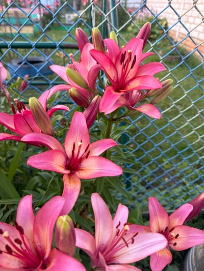 A cluster of bright pink lilies is in focus in the foreground. The flowers are a vibrant pink with some lighter orange and yellow shading towards the center of the petals. Several lily buds are also visible, some tightly closed and deep pink, others partially open with green tips. The lilies are set against a background of green foliage, with a blue chain-link fence running diagonally across the upper half of the image. Beyond the fence, a blur of green grass and possibly other flowers can be seen, suggesting an outdoor setting. A faint suggestion of a white brick wall is present in the upper right corner. The scene appears to be a garden or yard in a rural or suburban area.