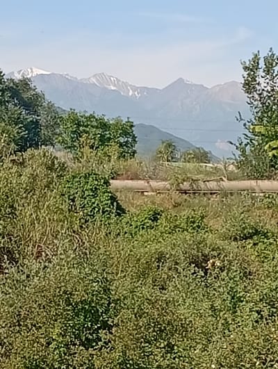 The image depicts a sprawling natural landscape under a clear blue sky, suggesting daytime with fair weather. In the distance, a majestic mountain range, partially covered in snow, dominates the horizon. The mountains exhibit rugged peaks and slopes, indicating a significant elevation.

In the foreground and mid-ground, lush green vegetation is abundant, with dense bushes and trees creating a vibrant, untamed feel. The vegetation appears healthy and well-watered, typical of a rural or natural setting. A prominent feature in the mid-ground is a large, horizontal pipe or conduit running across the scene, possibly an industrial or infrastructure element within the natural environment. It appears to be weathered and partially obscured by the surrounding greenery.

The overall impression is one of a serene, possibly remote, natural environment. The presence of mountains and dense foliage suggests a location that is likely rural or mountainous. The image does not contain any visible text or identifiable individuals. The activity, if any, is not depicted; the scene is static, focusing on the landscape itself. The lighting suggests it is mid-day. The location context of Tash-Moinok, Kyrgyzstan, aligns with the visual elements of snow-capped mountains and natural vegetation.