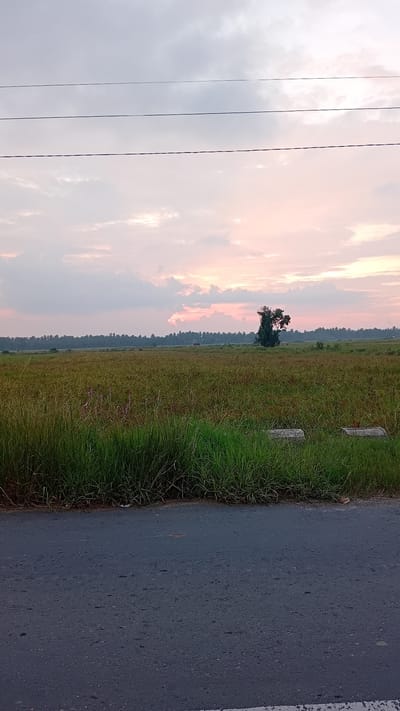 The image depicts a rural landscape at dusk, likely in Muliengmanyang, Indonesia. In the foreground, a dark asphalt road runs horizontally across the bottom of the frame. To the left of the road, a strip of tall, green grass lines the edge of a wide, grassy field. The field appears to be a harvested rice paddy, with dry stalks and some patches of greener growth. In the middle ground, a solitary, mature tree stands in the center of the field. In the background, a dense line of palm trees forms a horizon against a sky filled with soft, pastel-colored clouds transitioning from pale pink to light gray. Three thin power lines are strung horizontally across the upper portion of the sky. The scene is peaceful and serene, illuminated by the soft light of the setting sun.