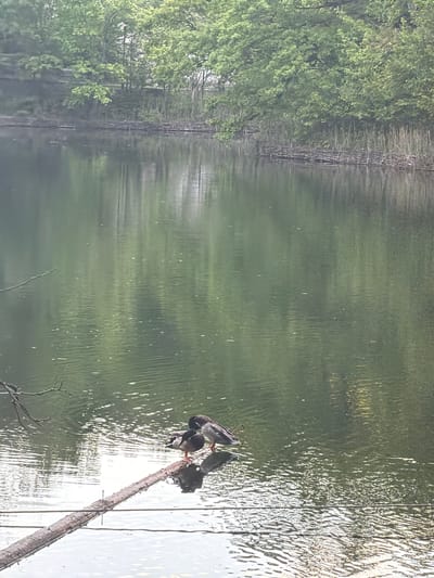 The image shows a calm lake in Sovata, Romania, reflecting the surrounding trees and sky. A fallen tree branch lies diagonally across the water, and several ducks are perched on it, appearing to preen. The surrounding environment is lush and green.