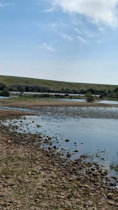 The image depicts a wide, shallow river with a rocky bed and a pebble-strewn shore in the foreground. In the middle ground, a herd of horses grazes near the riverbank, with some of them wading in the water. Across the river, a gently sloping green hill rises, dotted with houses and trees. The sky is a clear blue with scattered white clouds. The overall scene suggests a rural or semi-rural environment, likely in the outskirts of Боралдай, Kazakhstan, given the typical landscape features. The presence of people is minimal, with a few figures visible in the distance near the river, suggesting a tranquil, natural setting.