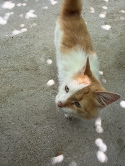 A high-angle, medium shot depicts a light orange and white kitten lying on a gray concrete surface. The kitten is oriented with its head towards the upper right and its body extending downwards. The kitten has green eyes and is looking upwards. The background consists of the gray concrete surface, dappled with circular patches of light.
Given the prompt's instructions, there is no information in the image to confirm its location in Parvomai, Bulgaria. Therefore, location is unknown.