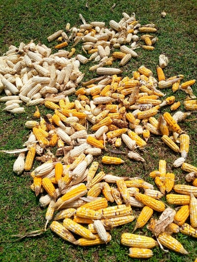 The scene is an outdoor area in North Sakwa ward, Kenya, characterized by green grass under daylight. Hundreds of harvested corn (maize) cobs are scattered across the ground. The cobs are predominantly de-husked and appear in two primary color varieties: numerous pale white to light yellow cobs are concentrated towards the upper left, while numerous bright yellow cobs are scattered more broadly, with a denser collection towards the lower right. Some cobs display minor discoloration or remnants of husk. No individuals, animals, or discernible actions or interactions are present; the corn cobs lie static on the grass, suggesting a state of drying or temporary storage.