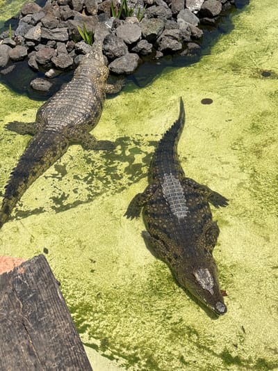 The image shows two crocodiles in a shallow, green-tinged pool, possibly an enclosure. The pool has a rocky bank on the left and a wooden plank on the lower right. One crocodile is positioned near the rocks, while the other is in the center of the pool. The presence of the crocodiles suggests a zoo or animal park setting, specifically in Tías, Spain.