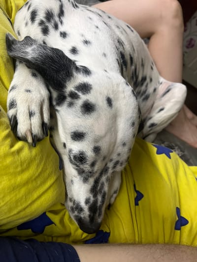 A close-up shot captures a black and white spotted Dalmatian puppy sleeping on a yellow blanket with blue star patterns. The puppy's head is resting on its paw, which is draped over its body. The puppy's fur is white with distinct black spots. The yellow blanket is textured and appears to be made of fabric, possibly part of a bedding set. In the background, a person's leg, with light skin, is visible, suggesting the puppy is resting on someone's lap or beside them. The scene is indoor, likely a domestic setting. The overall impression is one of comfort and rest. This image was taken in Bucovăț, Moldova.