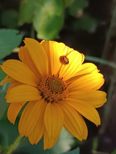 A close-up, macro photograph captures a ladybug perched on a vibrant yellow flower. The flower, likely a type of daisy or sunflower with numerous delicate petals, is the central subject. Its center is a textured disc of brown and green, surrounded by bright yellow ray florets. The ladybug, small and round with a characteristic red shell marked with black spots, is positioned on one of the upper petals. The background is softly blurred, showing a mix of dark shadows and out-of-focus green foliage, suggesting an outdoor environment. The lighting highlights the texture of the flower petals and the ladybug's shell. This image does not provide any information about the city of Yasnohirka, Ukraine.