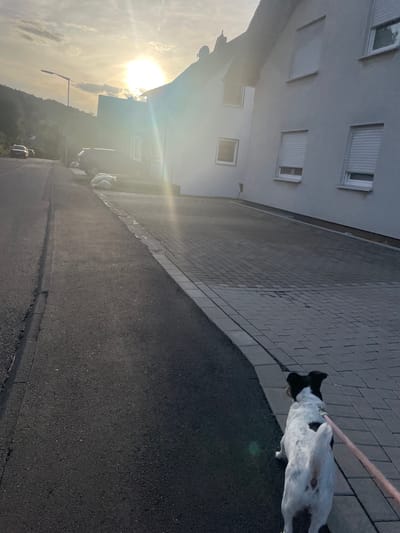 The image depicts a street in Wiehl, Germany, during sunset. The sun is low in the sky, casting a warm glow and lens flares across the scene. On the right side of the street, a white, multi-story house with grey shutters on its windows is visible. A driveway paved with grey rectangular stones leads to the house.
A black and white dog on a pink leash is walking on the cobblestone pavement beside the street, facing away from the camera. The dog has black ears and a black patch on its back. A person, whose presence is indicated by the leash, is out of frame or partially obscured.
Across the street, on the left side, is an asphalt road with a curb. A dark-colored SUV is parked on the side of the road. Further up the road, a streetlamp is positioned on a hill. The environment appears residential, with a slight incline to the road. The overall atmosphere is calm and serene, characteristic of a late afternoon walk.
