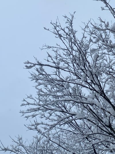 This image depicts a dense network of bare tree branches heavily laden with fresh snow, set against an overcast, light gray sky. The snow accumulation is substantial, forming thick white layers atop and around the skeletal structure of the branches and twigs. The branches are dark, creating a strong contrast with the bright white snow. No leaves are visible, indicating a deciduous tree in winter. The scene is static, featuring only the natural elements. There are no people, animals, or man-made objects present. The environment suggests a cold, winter day in Abinsk, Russia.
