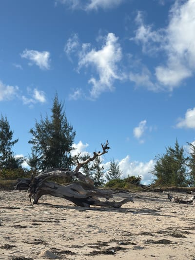 The image depicts a scene at the beach in Pemba, Mozambique.  The landscape consists of a sandy beach, foliage, and a distinctive dead tree positioned between the sand and the sky. The sky is blue with scattered white clouds. The tree has a gnarled, bare trunk and branches, indicating it's likely weathered or has succumbed to natural processes. The beach has some debris and vegetation scattered on its surface. The angle of the photograph suggests the shot was taken from a low vantage point.
