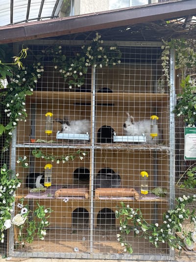 This media file shows an overhead view of a multi-compartment rabbit hutch adorned with artificial white flowers and greenery. The hutch is constructed with wire mesh and wooden panels. Inside, there are at least three rabbits visible. One white rabbit is in the top left compartment, and a grey rabbit is in the bottom left compartment. Another rabbit, black and white, is in the bottom right compartment. Each compartment appears to have a dark circular opening leading to a smaller interior space and a water dispenser attached to the wire mesh. The lighting suggests it is daytime. The setting appears to be outdoors, possibly in a yard or garden, given the surrounding greenery. The overall scene depicts a domestic animal enclosure. There is some text on a green and white sign at the top of the hutch, but it is mostly illegible due to resolution and angle.