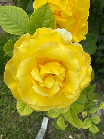 The image shows a close-up of a vibrant yellow rose in bloom, with several layers of petals forming a full, circular shape. The rose is the central subject, occupying most of the frame. To the left and behind the rose, bright green leaves are visible. In the background, another yellow rose is partially visible, suggesting a garden setting. The ground beneath the rose appears to be covered in grass and soil, with a light-colored, rectangular object, possibly a piece of wood or stone, lying on the ground. The overall impression is one of natural beauty and growth. The image does not contain any identifiable landmarks or clues that would indicate a specific location within the city of Zolotonosha, Ukraine.
