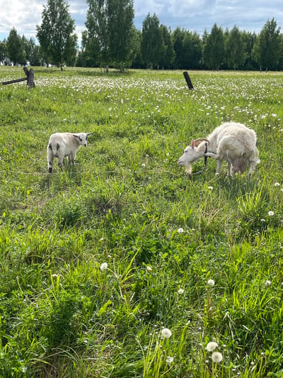 The image shows a grassy field in what appears to be a rural setting near Ludorvay, Russia. The foreground is dominated by green grass interspersed with numerous dandelion seed heads. Two goats are present: one is a mature, white goat with long hair and horns, and the other is a younger, smaller goat with black and white markings. The mature goat is wearing a halter and appears to be grazing. The younger goat is lying down. In the background, a line of trees is visible along the horizon, and a partly cloudy sky is present. A portion of a wooden fence post can be seen on the left side of the image.