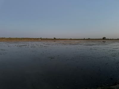 This is a horizontal, eye-level shot of a flooded agricultural field under a clear, pale blue sky. The sky occupies the top half of the frame, transitioning to a lighter hue near the horizon. The horizon line is marked by a low, flat expanse of land with sparse vegetation, including reeds and scattered trees, suggesting a rural or agricultural setting.
The lower half of the image is dominated by the water-filled field. The water is dark and reflects the sky and the distant landscape. Subtle patterns are visible on the water's surface, indicating the contours of the plowed land beneath. Small, dark vertical lines emerge from the water, likely young plants or stubble. In the far distance, a small, white building with a pitched roof is barely discernible amongst the trees, suggesting it might be a distant farm structure.
The lighting and the clear sky suggest it is either early morning or late evening. The overall mood is serene and tranquil, with the still water creating a sense of calm. There is no visible text in the image. The scene depicts a flooded field in Batash, Uzbekistan, likely after irrigation or rainfall, awaiting cultivation or to be used for rice farming.