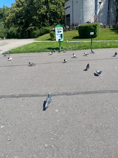 The image shows a flock of pigeons on an asphalt path next to a grassy area. The path has a visible seam running down its center. In the background, there's a building with a light-colored facade and a row of trees. A green sign is visible on the left, which appears to be informative, possibly related to bird feeding or park rules, with some text visible on it. The scene is outdoors on a bright, sunny day, suggesting it's daytime. The pigeons are scattered across the path, some walking, some appearing to be pecking at the ground. There are no people visible in the image. The overall setting appears to be a park or public outdoor space in Nowogard, Poland. The time of day is likely midday due to the strong sunlight and shadows.