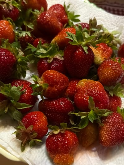 A pile of fresh strawberries sits on a white paper towel. The strawberries are various shades of red, with some appearing more orange than others, suggesting a mix of ripeness. They are clustered together, with their green leafy tops visible. The lighting is somewhat dim, and the background is out of focus. The image appears to be a close-up shot of the fruit. There is no visible text. The setting is likely a kitchen or a table where food is prepared or served. The time of day and weather are not discernible from the image.