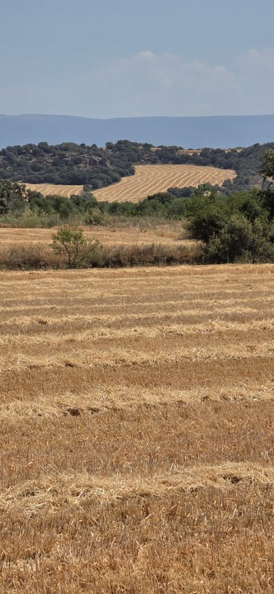 This is a vertically oriented, landscape photograph taken in Angüés, Spain. The image depicts a rural scene with a harvested wheat field dominating the right side, characterized by neat rows of stubble. To the left of the field, a lush green forest covers a hillside, interspersed with rocky outcrops. Further left, a hazy, light blue sky stretches across the frame, suggesting a warm, possibly summery day with some atmospheric conditions.

The harvested field shows clear evidence of agricultural activity, indicating that the wheat has recently been cut and baled or prepared for further processing. The contrast between the golden stubble, the dark green of the forest, and the pale blue of the sky creates a visually appealing composition. There is no visible text in the image. The scene conveys a sense of peaceful rural life and the bounty of the harvest. The lighting suggests it is daytime, possibly late morning or afternoon, with the sun illuminating the field.