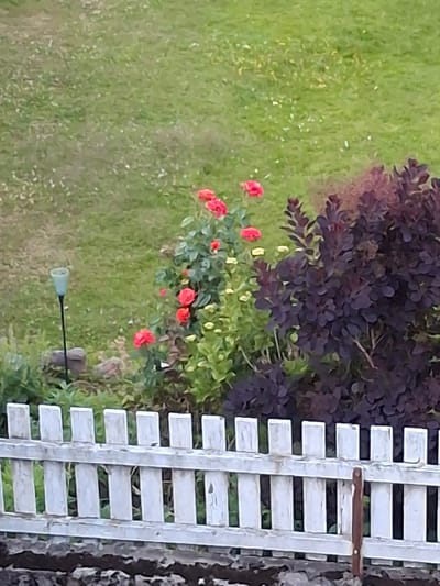 A low-angle, slightly blurry, outdoor, eye-level shot captures a garden scene in Åsgårdstrand, Norway, during daylight. In the foreground, a white picket fence stretches horizontally across the frame. Behind the fence, a garden bed features a dense, dark purple shrub to the right, and a rose bush with bright red roses and green foliage to the left. A pale blue garden light on a black pole is positioned behind the rose bush. The background consists of a green, grassy area. The scene appears to be a private residential garden.